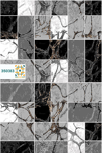 فرش 340 شانه دنیز 350383